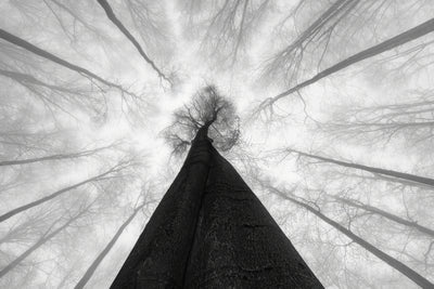 poster-print-fog-in-the-treetops
