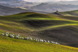 framedposter-print-pastoral-x