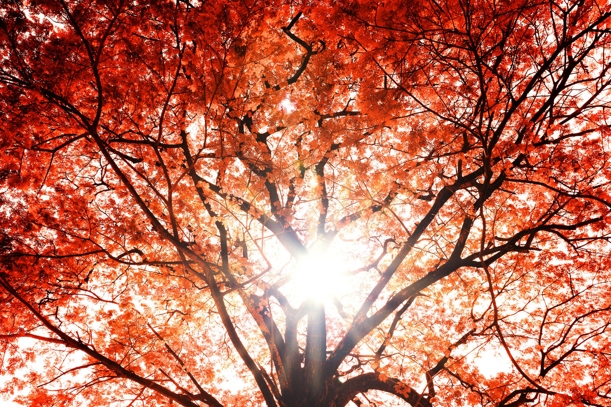 acrylic-print-light-of-autumn