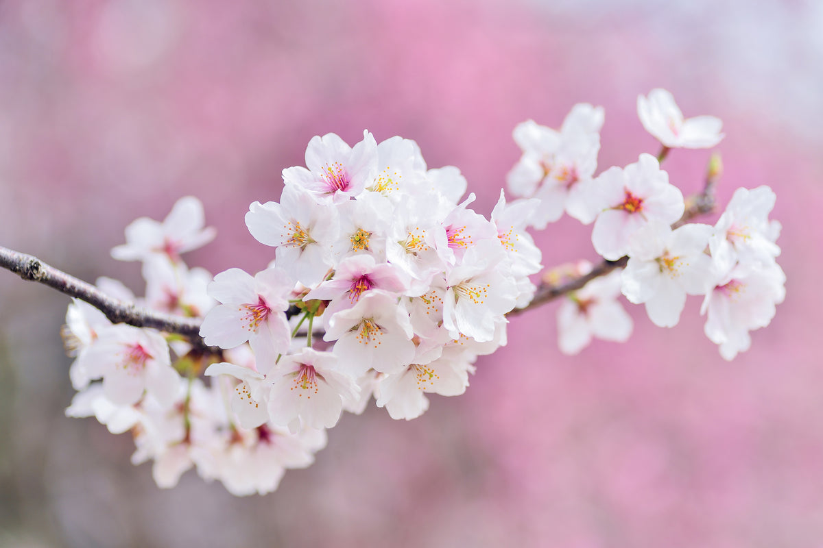poster-print-cherry-blossoms-xxl