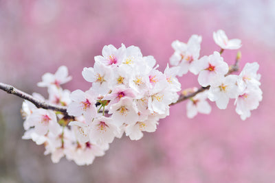 poster-print-cherry-blossoms-xxl