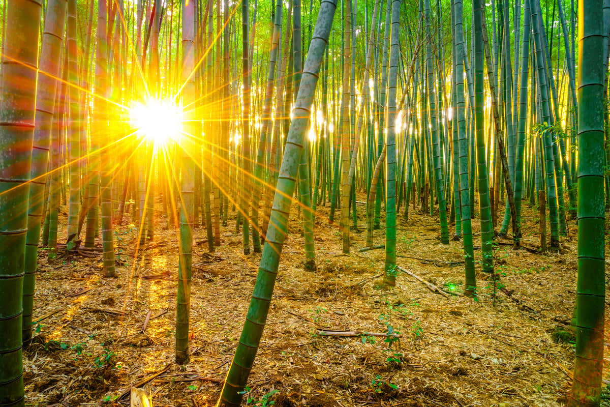 aluminium-print-bamboos