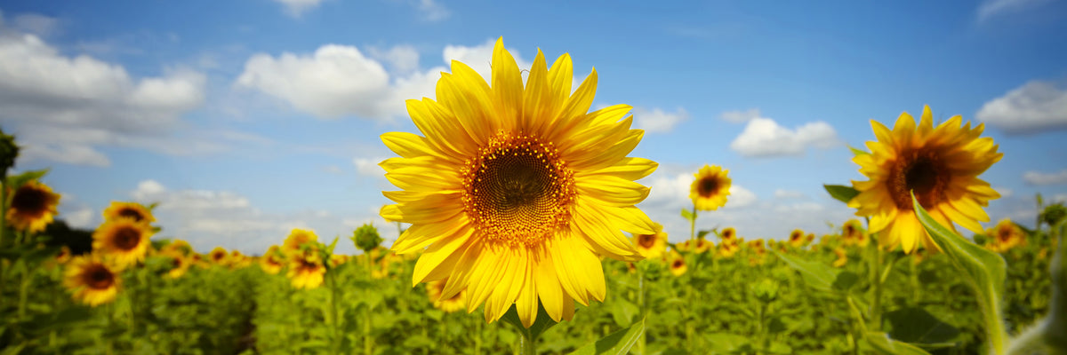 panoramic-canvas-print-summer-sunflowers-panorama