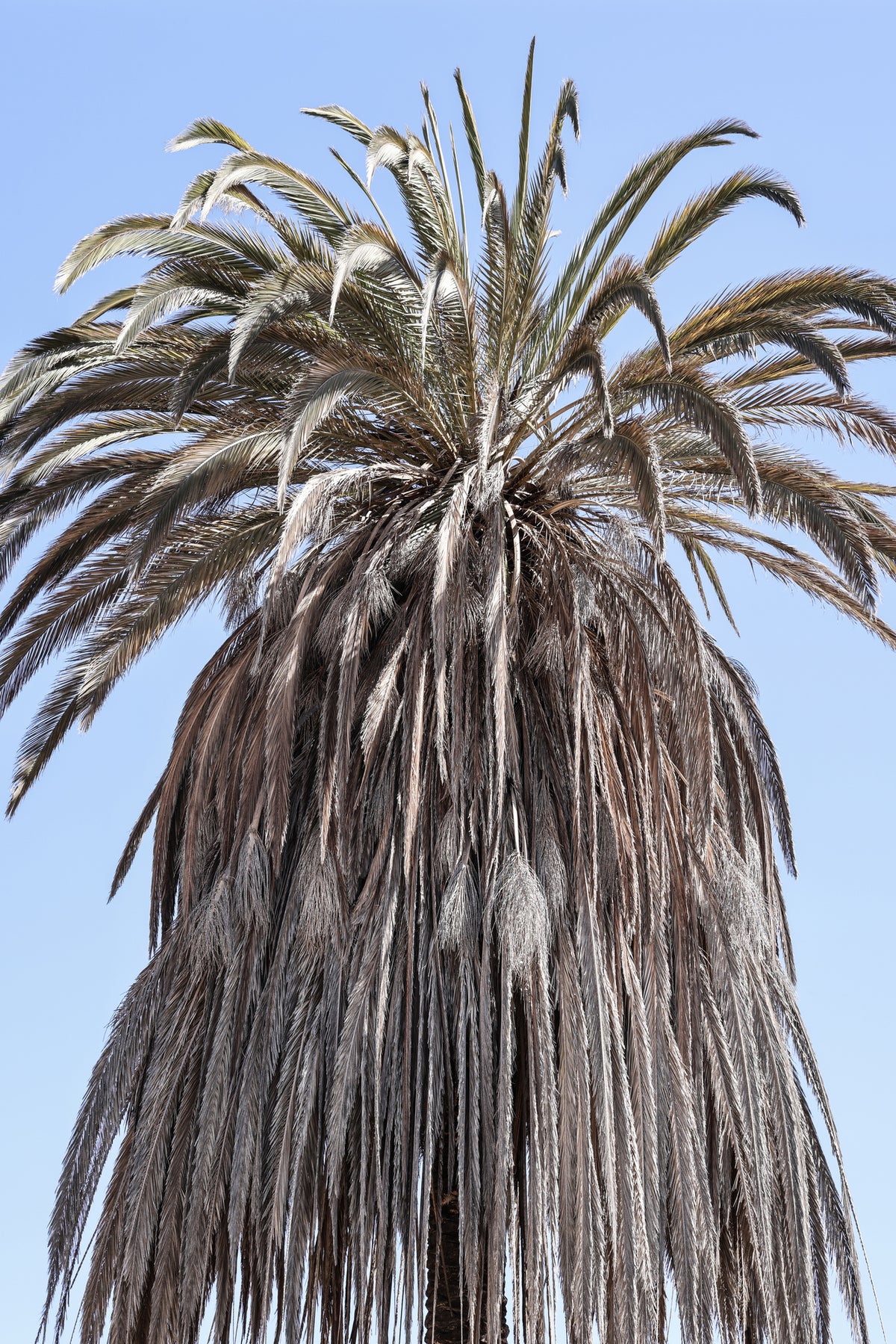 acrylic-print-winter-palm-dreams