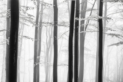 poster-print-spring-trees
