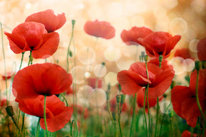 3-piece-canvas-print-the-poppy