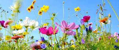 panoramic-poster-print-colorful-flower-meadow-in-summer