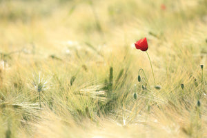 modern-3-piece-canvas-print-a-poppy