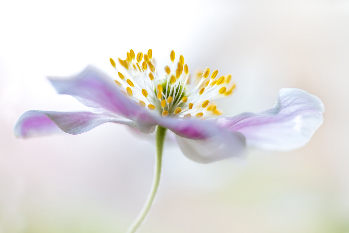 canvas-print-wood-anemone