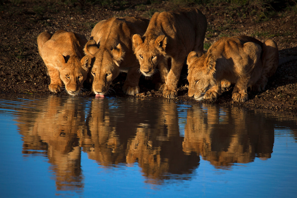 acrylic-print-lions-of-mara