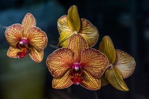 canvas-print-orchidaceae