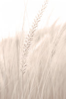 framedposter-print-grass-001