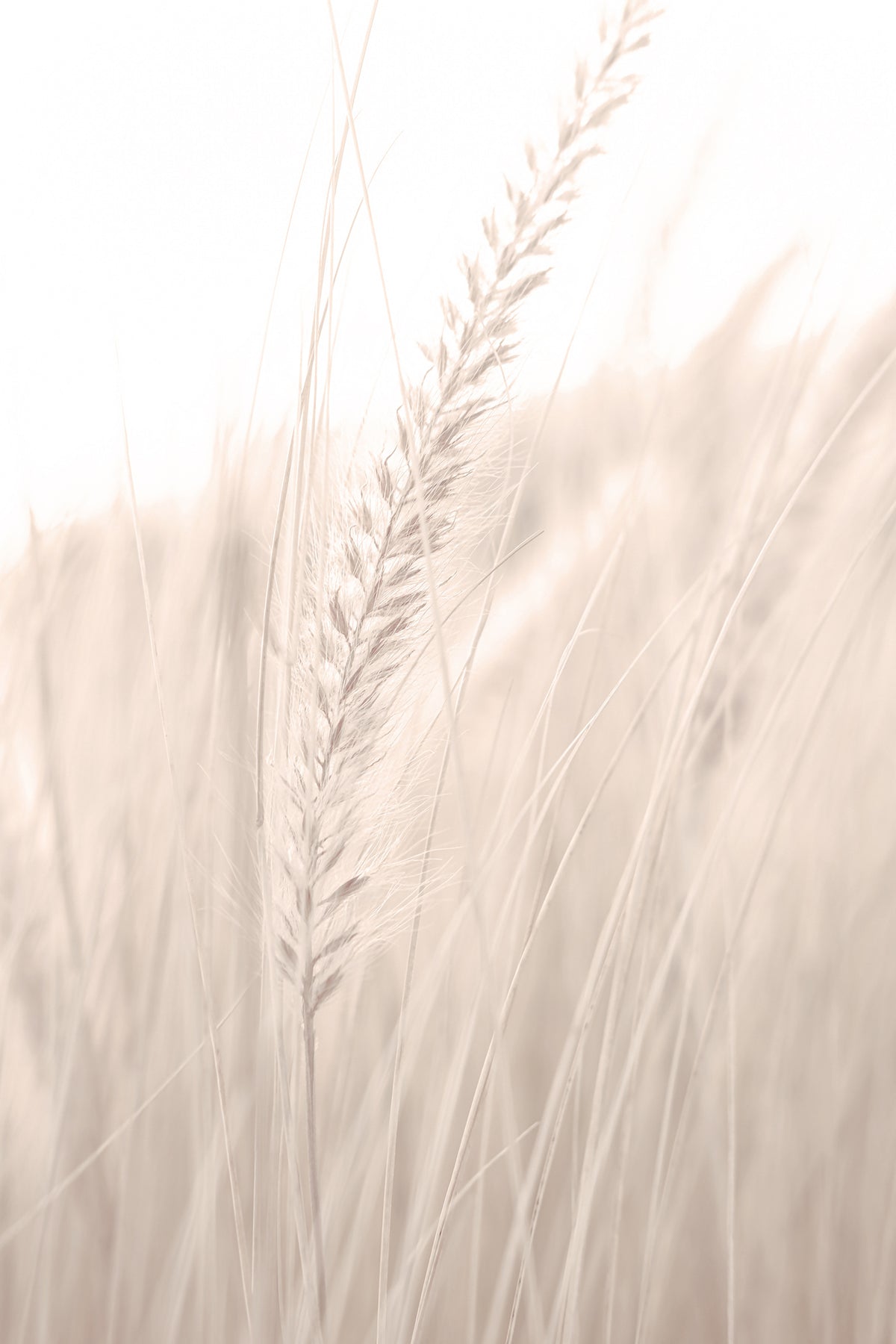 framedposter-print-grass-001