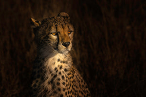 canvas-print-the-portrait-of-a-cheetah-x