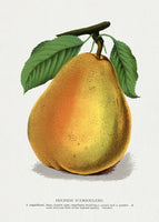 framedposter-print-duchess-dangouleme-pear-lithograph