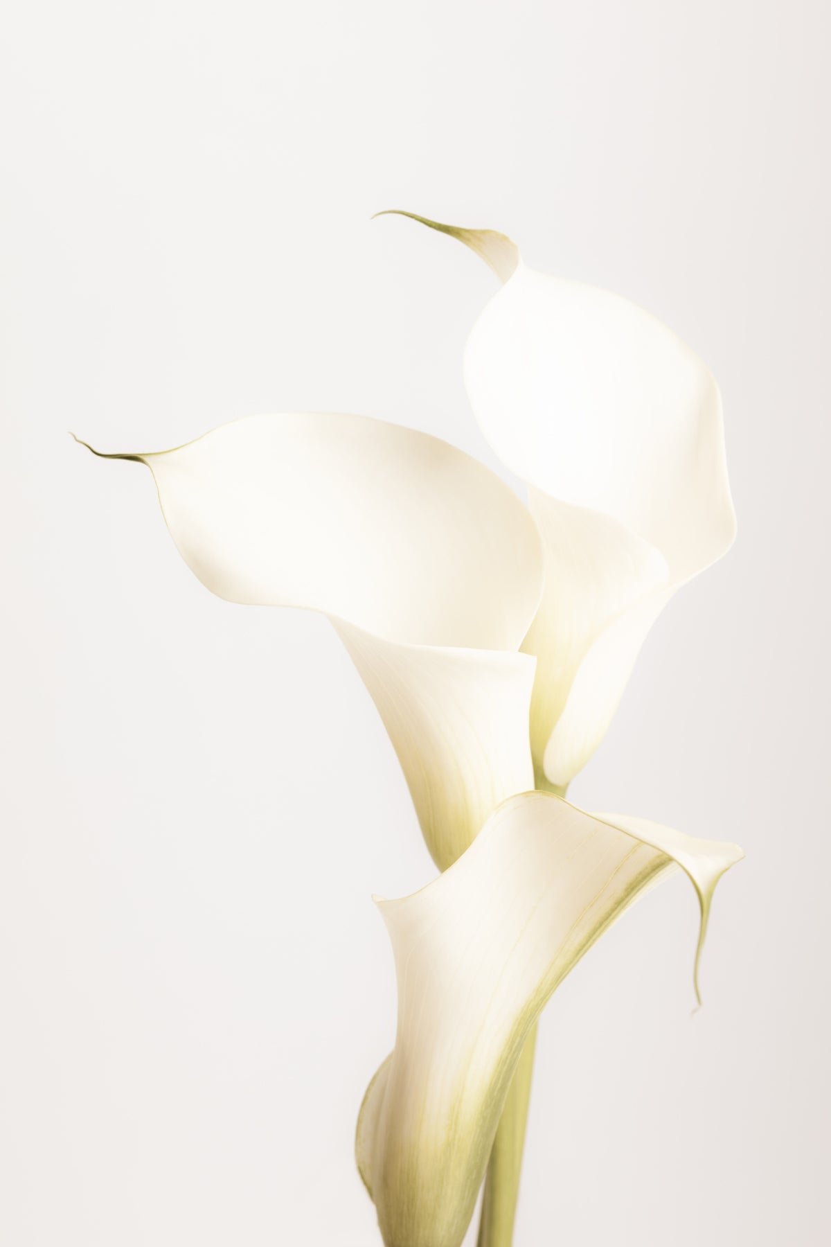framedcanvas-print-white-calla-lily-no-3