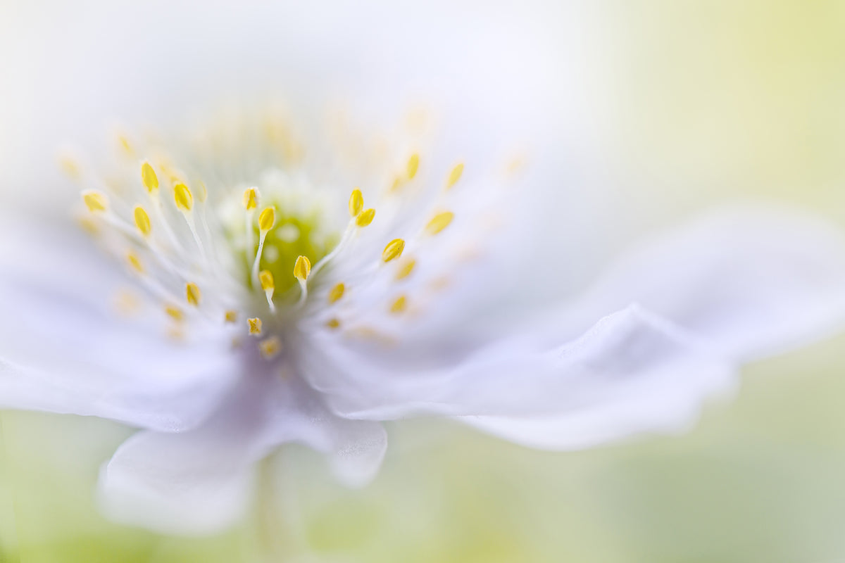 framedcanvas-print-anemone-beauty