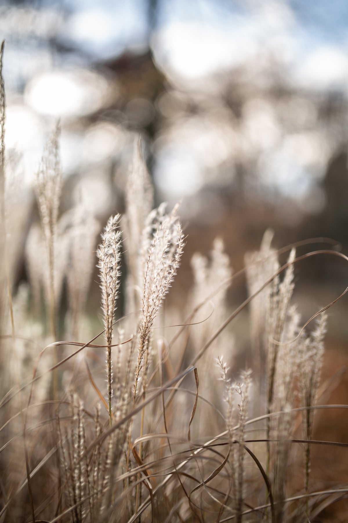 framedposter-print-grass-19
