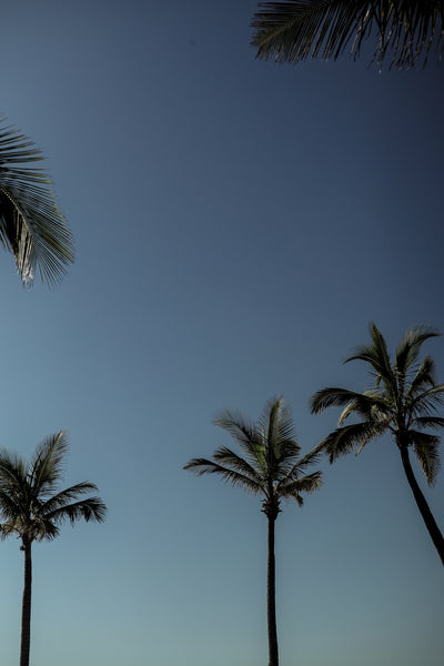 poster-print-palm-conversation