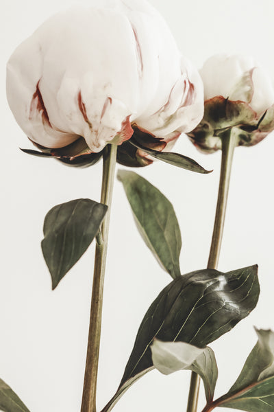 poster-print-peony-24