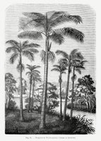 canvas-print-vintage-palm-tree-drawing-ii
