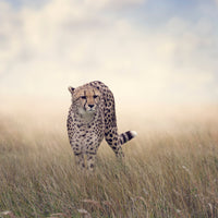 9-piece-acrylic-print-the-cheetah