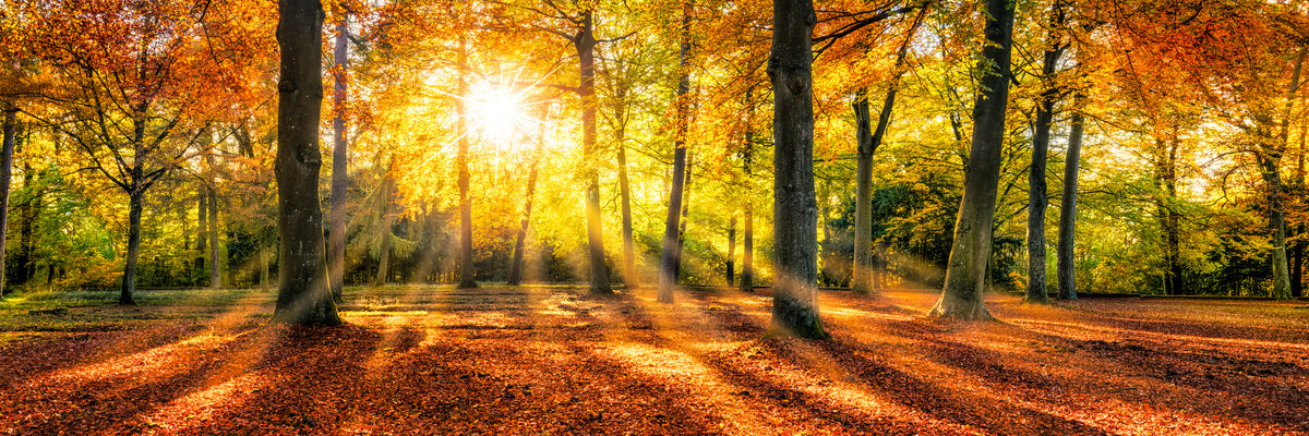 panoramic-aluminium-print-goldene-herbststimmung-im-wald