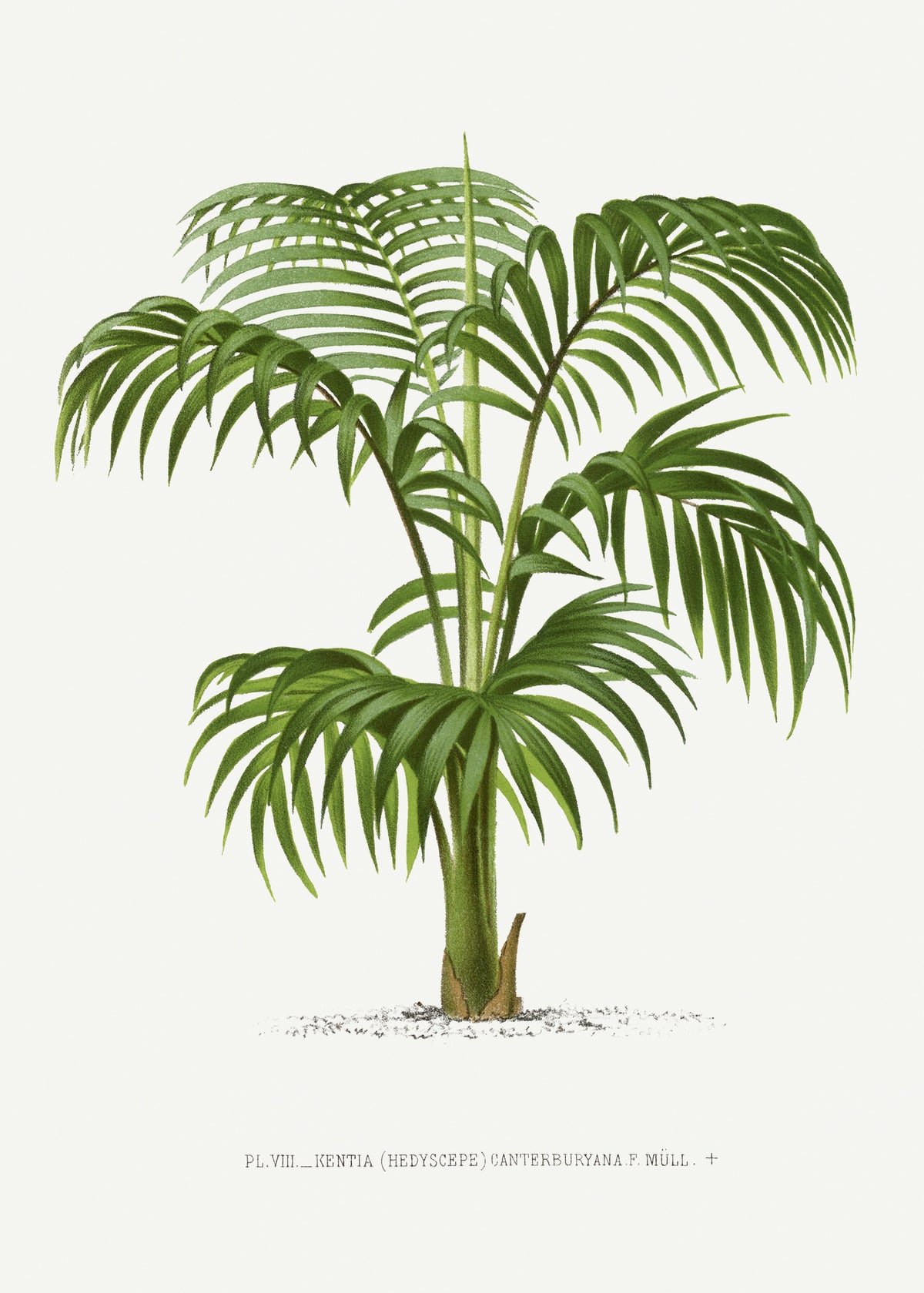 poster-print-kentia-vii