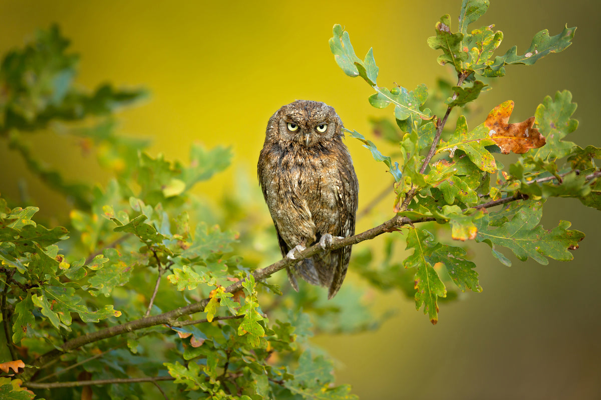 canvas-print-eurasian-scops-owl-x
