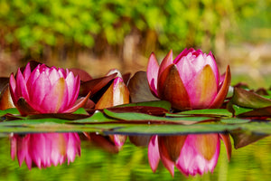 3-piece-aluminium-print-red-water-lily-trio