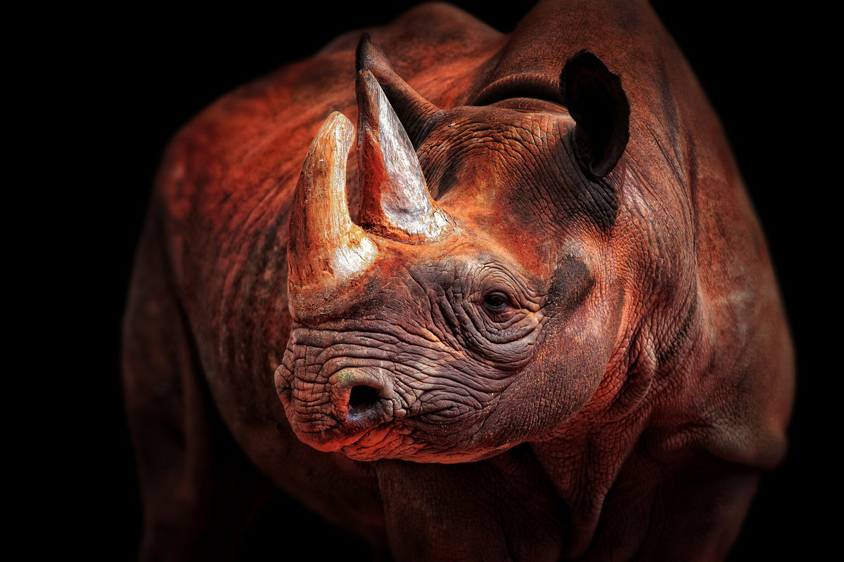 acrylic-print-rhino-posing-x