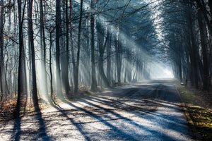 3-piece-canvas-print-forest-in-the-light-beam