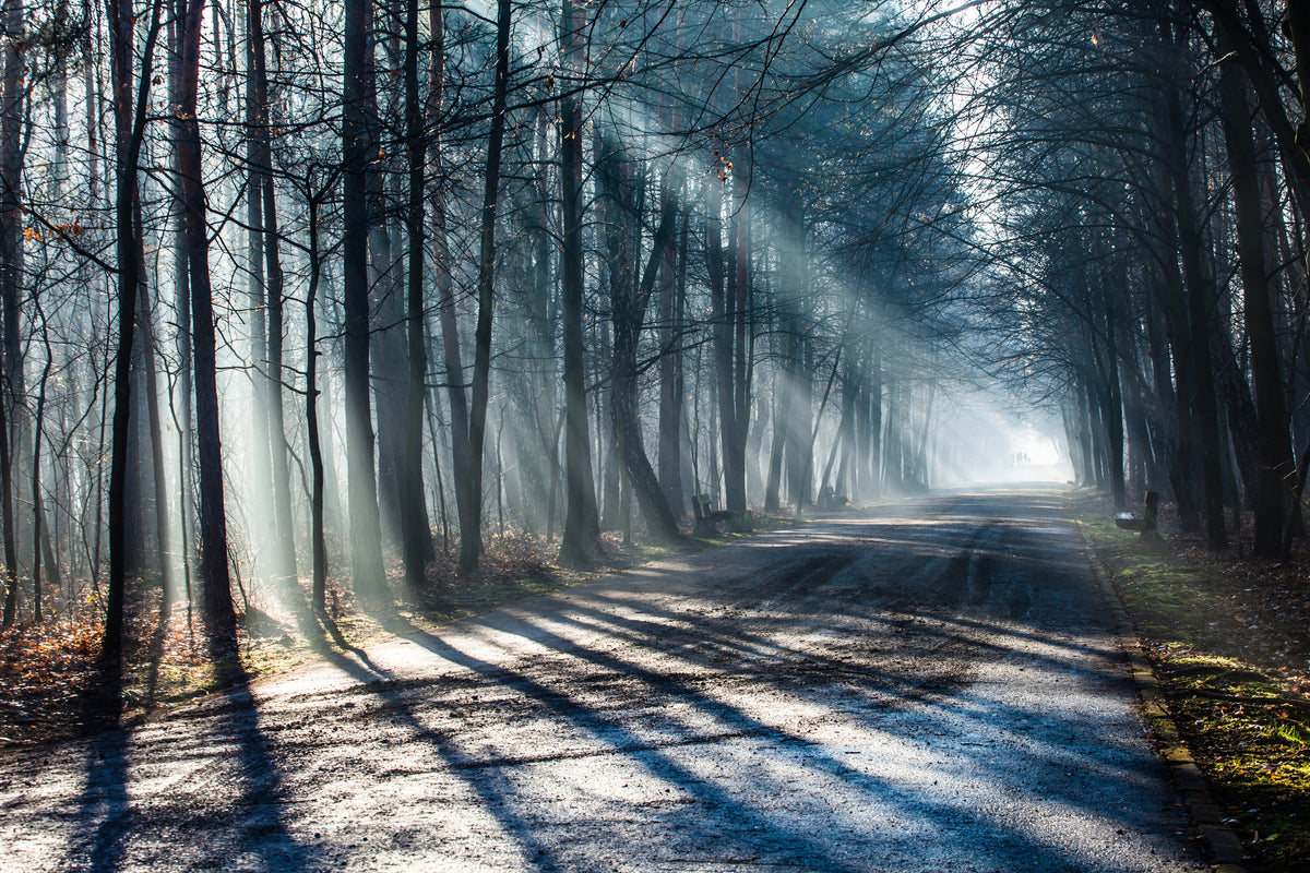 3-piece-canvas-print-forest-in-the-light-beam