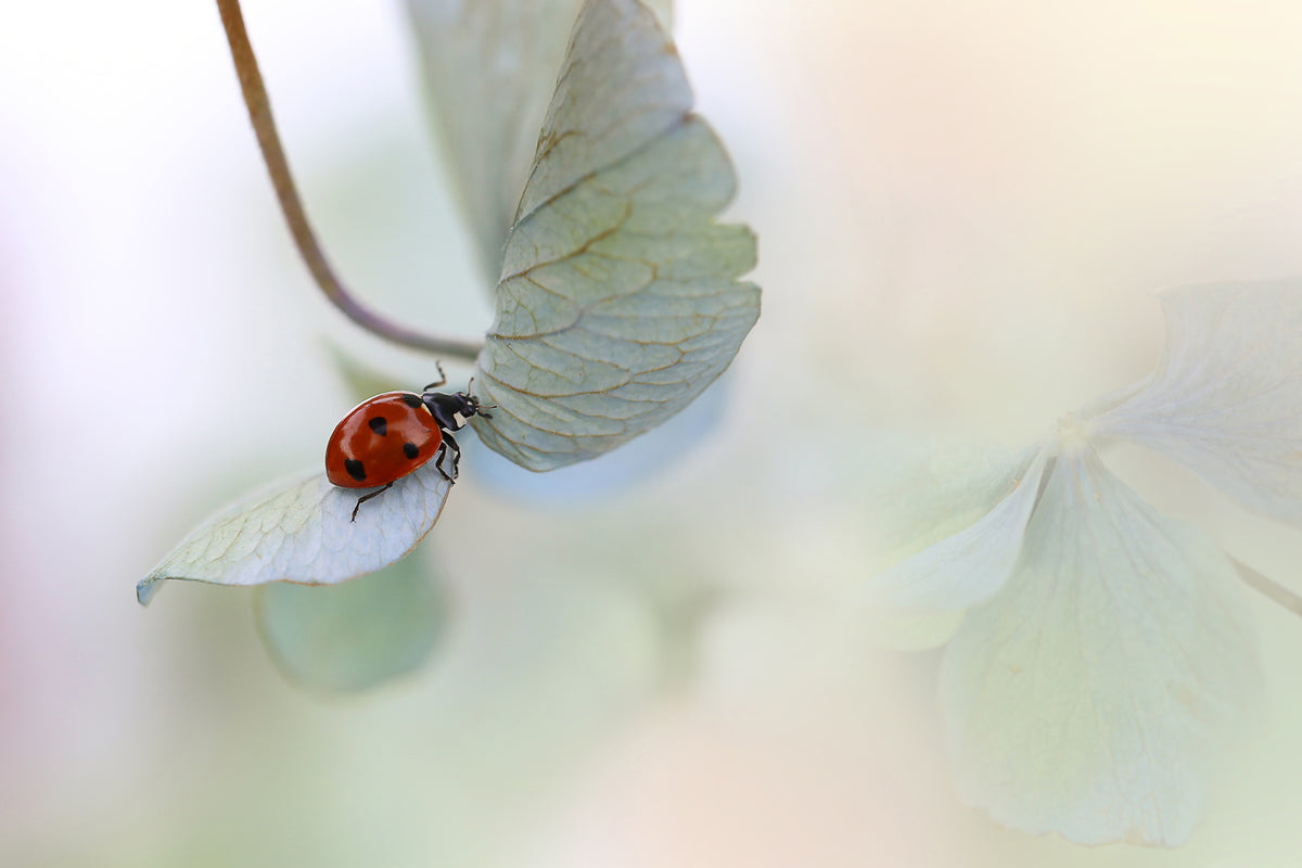 acrylic-print-ladybird-on-bluegreen-hydrangea-x
