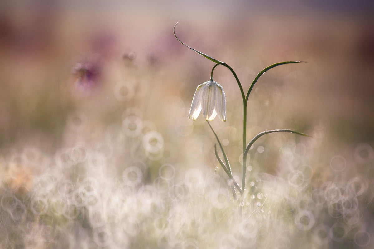 canvas-print-albino-x