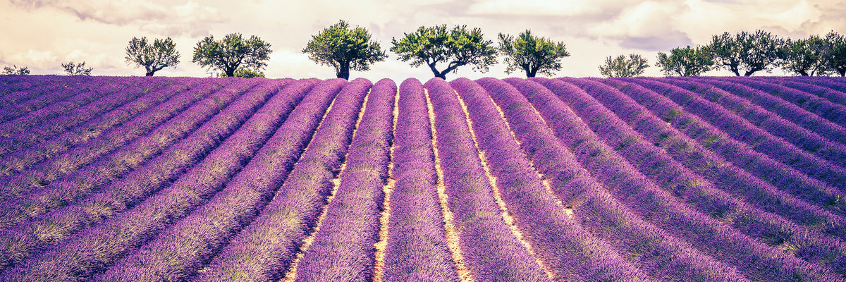 panoramic-canvas-print-the-lavender-field-ii-panorama