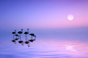 framedcanvas-print-morning-flamingo-x