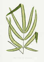 canvas-print-pteris-cretica-leaf-illustration
