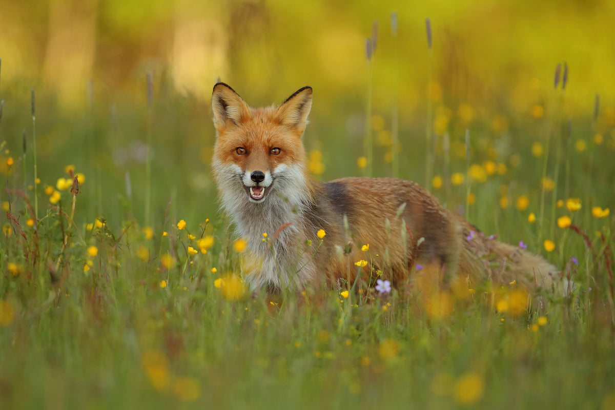 acrylic-print-red-fox-xkh