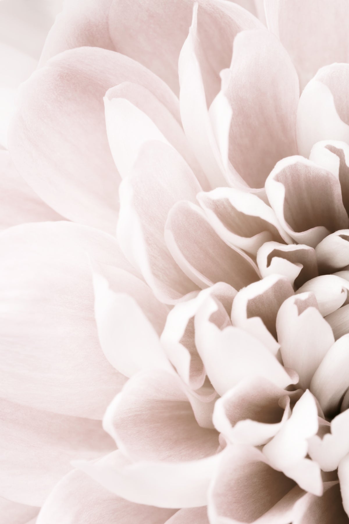 aluminium-print-chrysanthemum-no-02