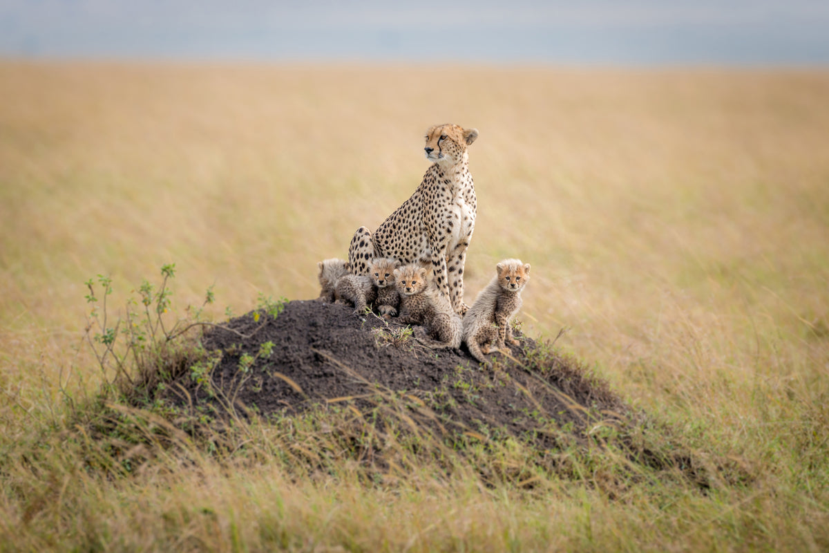 3-piece-acrylic-print-regal-protector