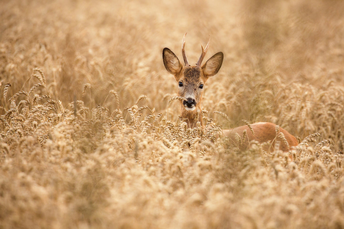 canvas-print-deer-in-the-field-x