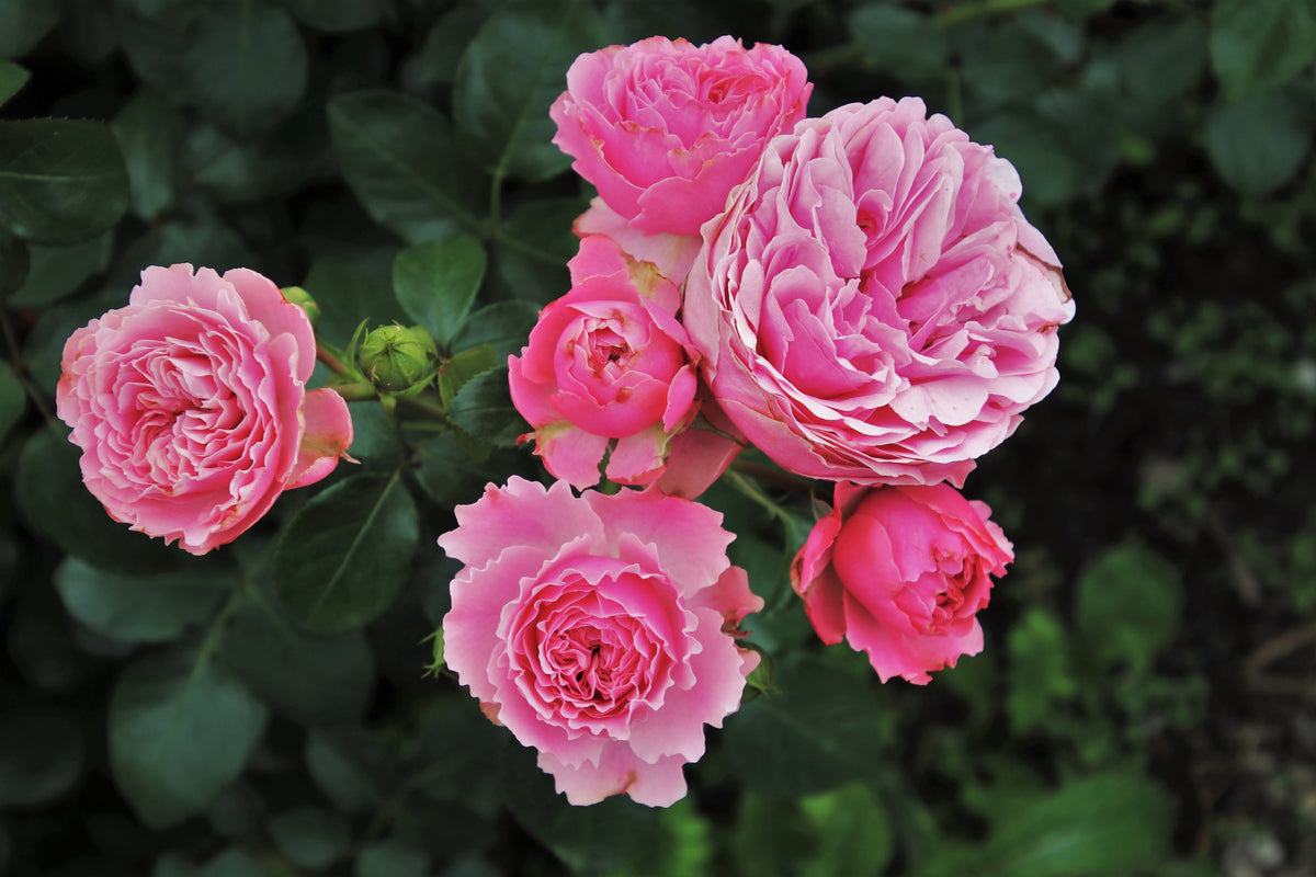 3-piece-acrylic-print-the-wild-roses-in-pink
