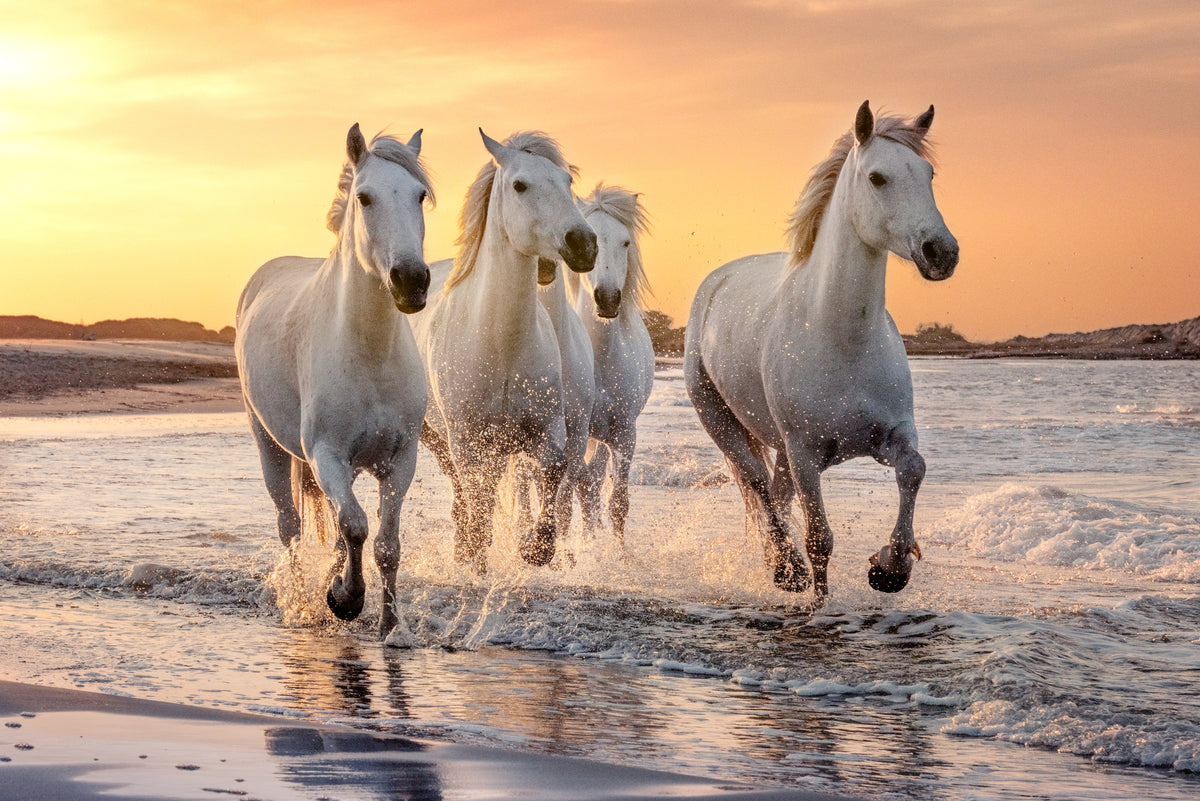 poster-print-strength-and-friendship-in-the-wind