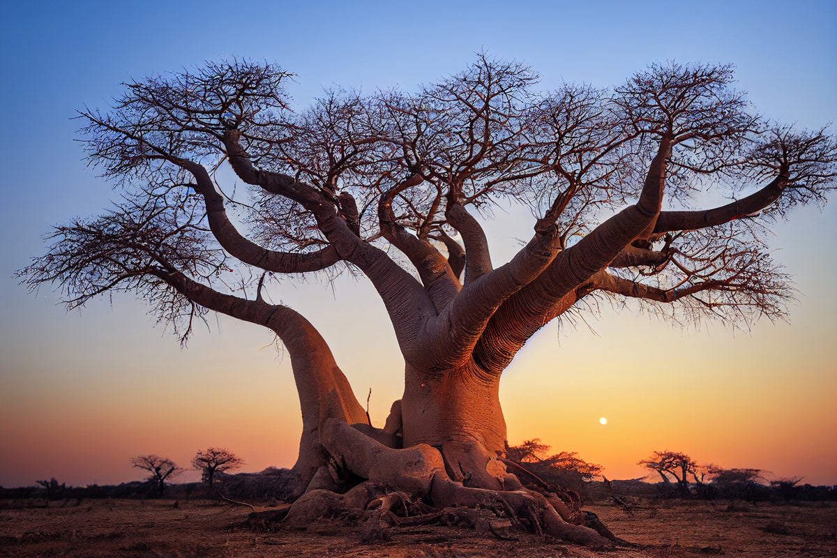 poster-print-african-baobab-tree-in-the-savannah