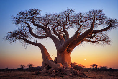 poster-print-african-baobab-tree-in-the-savannah
