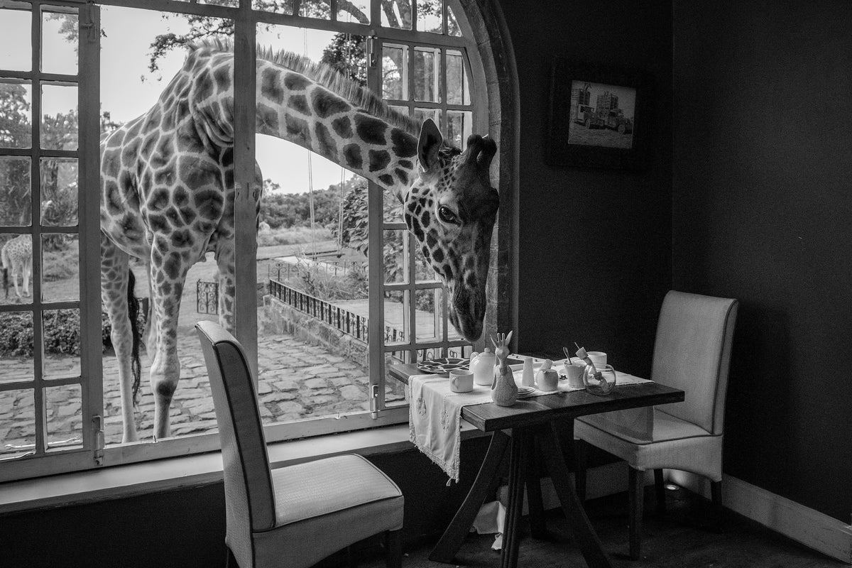 framedcanvas-print-breakfast-time-x