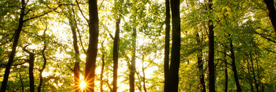 panoramic-poster-print-sunset-between-trees-panorama