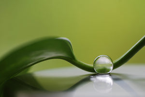 canvas-print-green-harmony-x