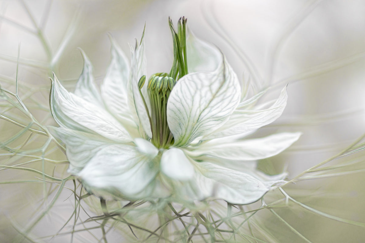 framedcanvas-print-nigella-xdf